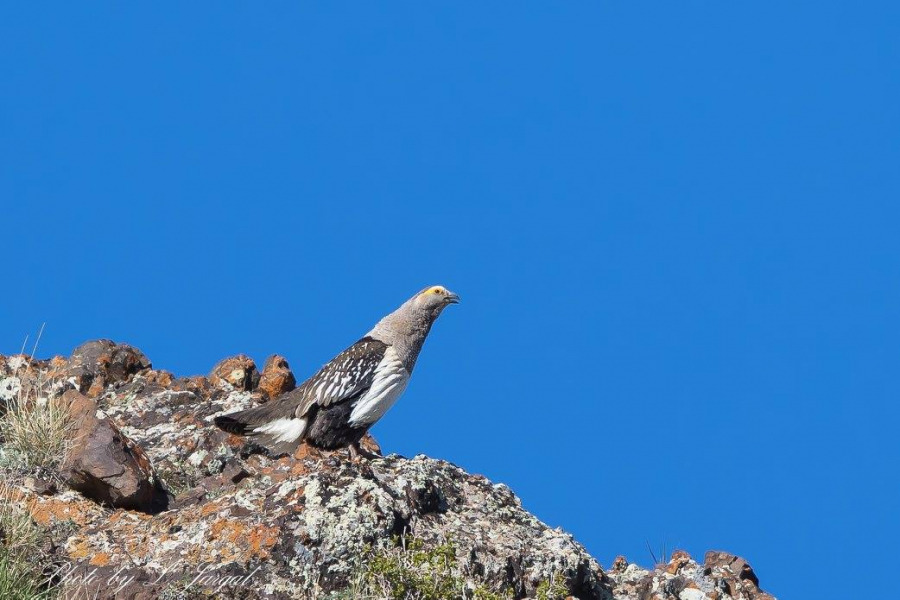 Unlawful transportation of Altai Snowcock under investigation